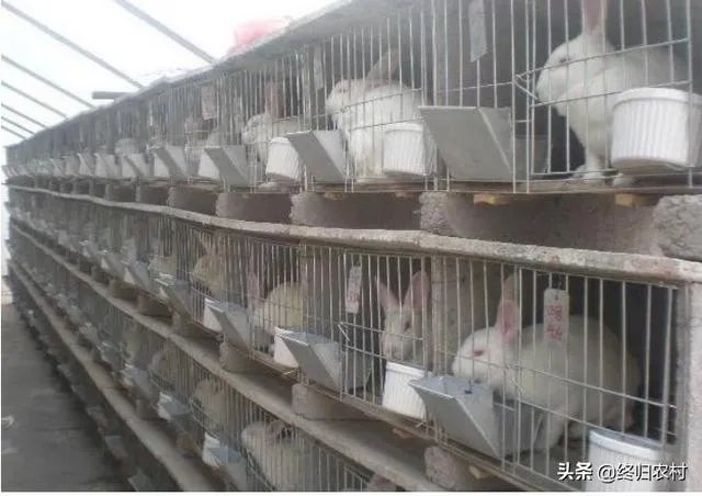 2019年养殖兔子赚钱吗？养殖1000只兔子一年的利润多少？