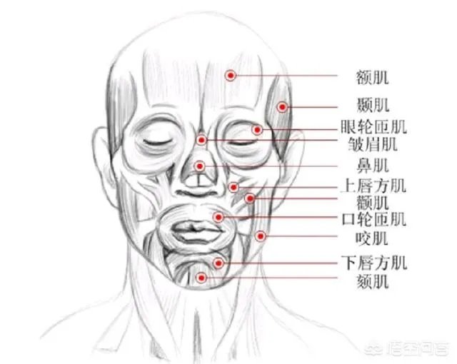 拔智齿真的可以瘦脸吗?有何依据?