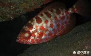 黑鳍牛目鲷是夜行鱼吗?这种鱼有什么习性吗?