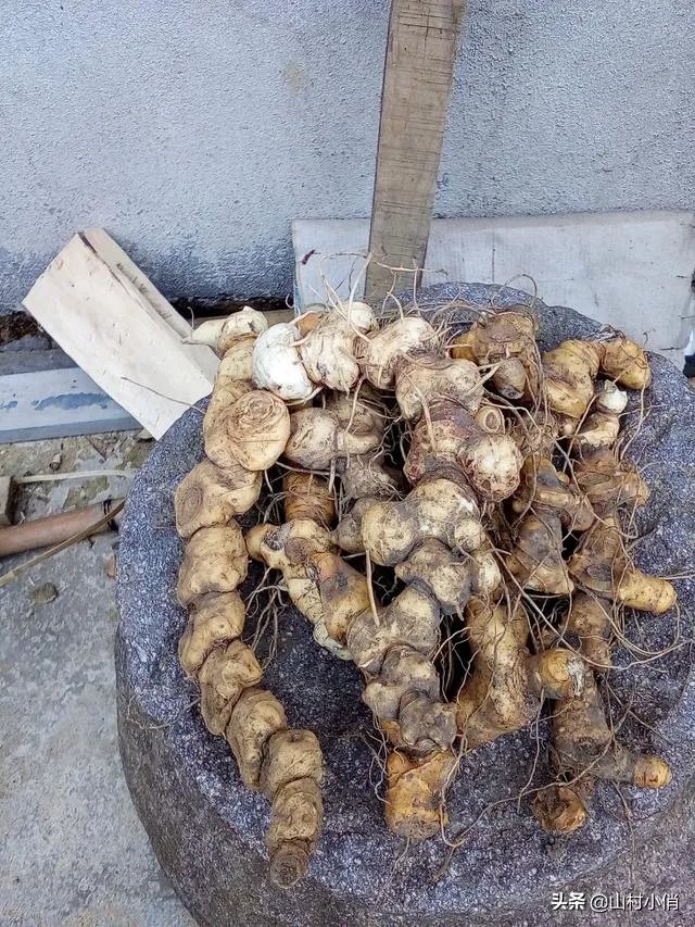 现在种植什么药材能够赚钱?