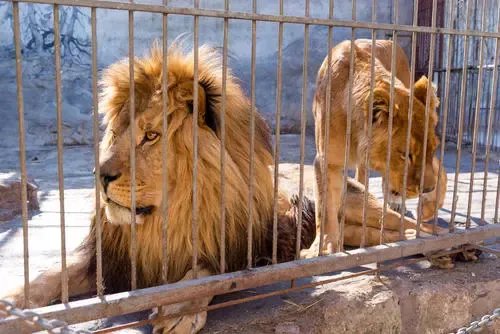 扬州景区大熊猫被投喂时受惊，你认为该不该严惩随意投喂的游客？