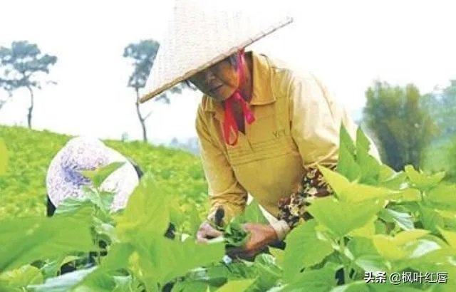 请问眼贴以及眼霜使用后细纹增多有可能是什么原因导致的?