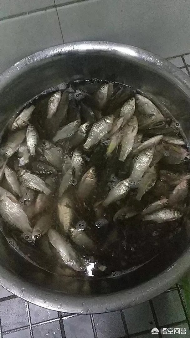 哪里有比较幽静的钓鱼的地方?