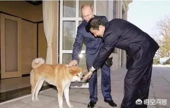 1月20日,安倍前往莫斯科,继续向普京要岛,是不是又是自寻烦恼之旅?