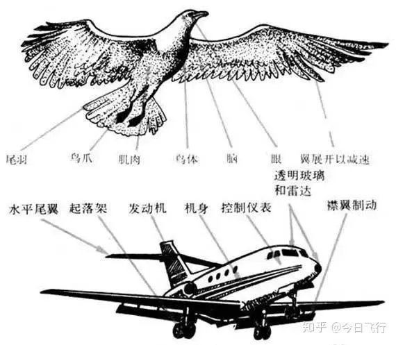 生活中有哪些发明是受到动物启发的