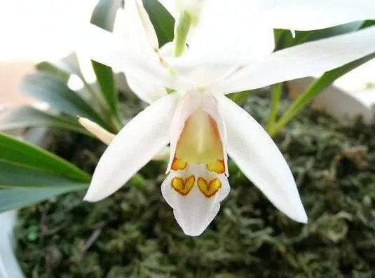 白花黄蕊是兰花什么品种？
