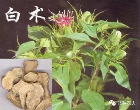 现在种植什么药材能够赚钱?