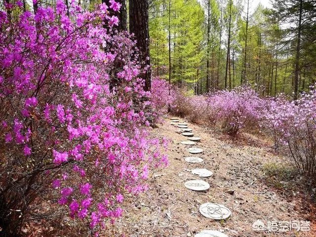夏天的大兴安岭森林郁郁葱葱,为什么还能着火呢?