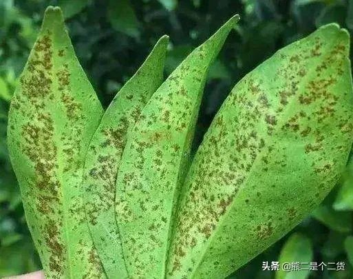 怎么防治柑橘病虫害?