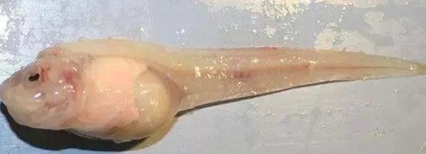 马里亚纳海沟底部是不是也有鱼类在生存?